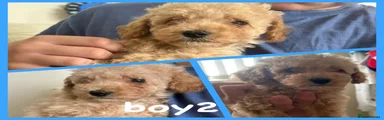 Maltipoo 2