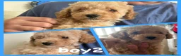 Maltipoo dogs for sale: MULTIPOO PUPPIES READY TO LEAVE  - Advert 8