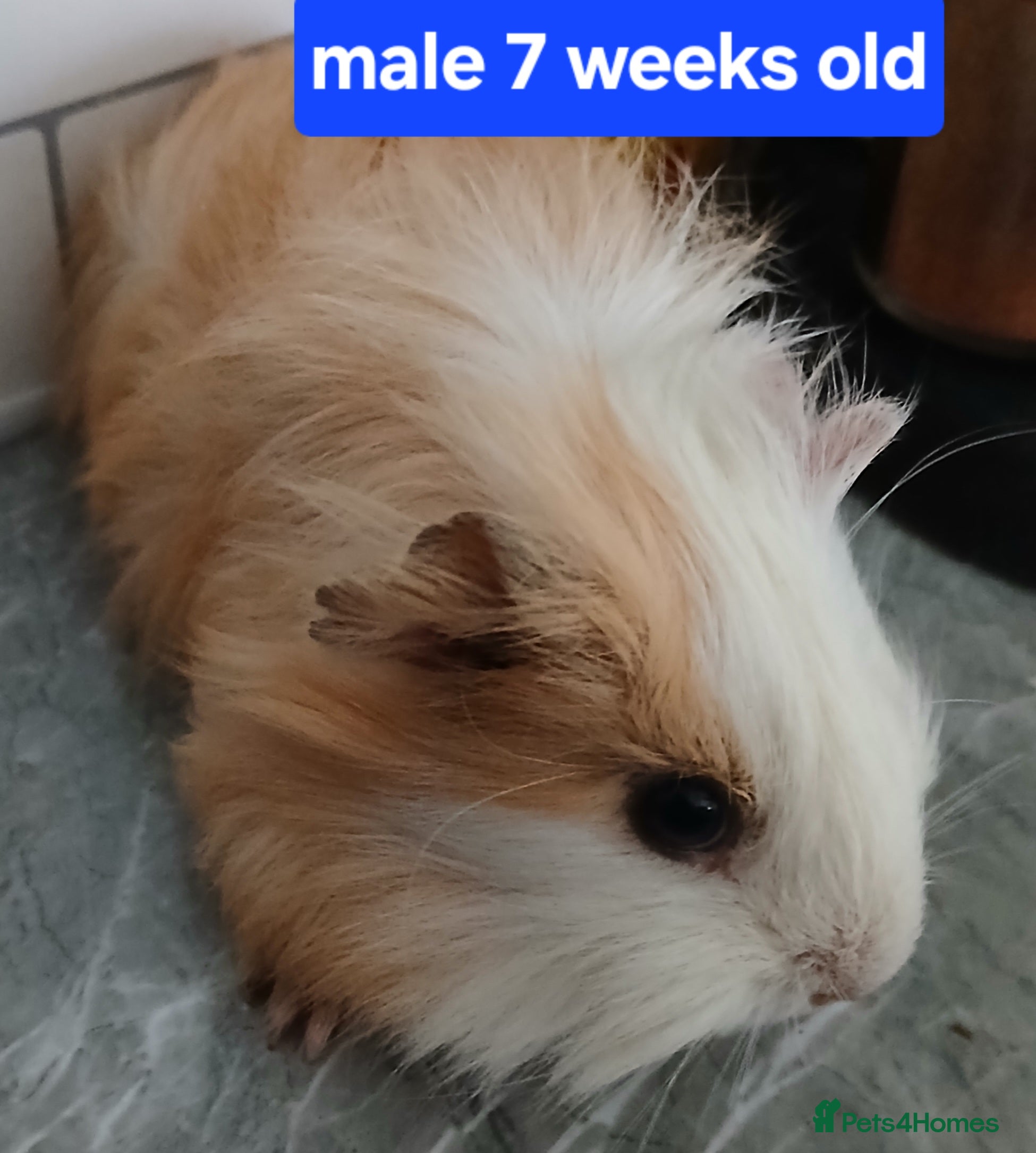 Guinea Pig rodents Guinea pigs  - Advert 1