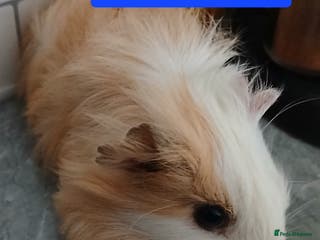Guinea Pig rodents Guinea pigs - Advert 6