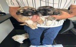 Lhasa Apso dogs for sale: Lhasa Apso Puppie’s ready 2-08-25 - Image 2