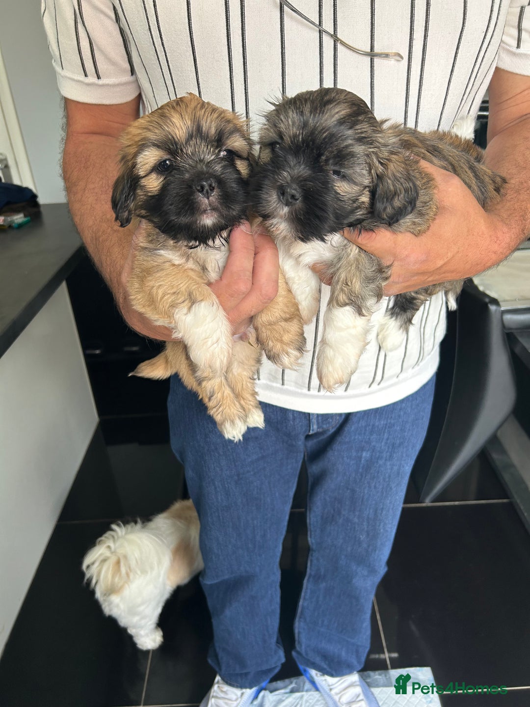 Lhasa Apso dogs for sale: Lhasa Apso Puppie’s ready 2-08-25 - Image 2