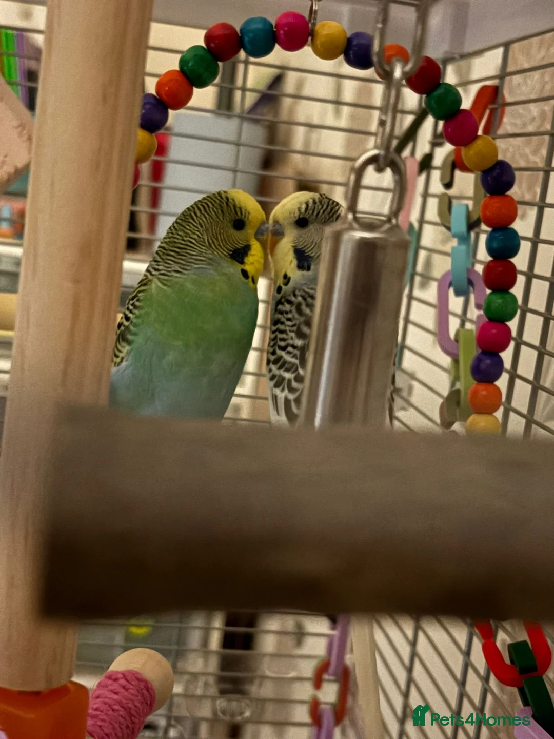 Budgerigars birds for sale: 2 X male budgies with Vision cage. - Advert 3