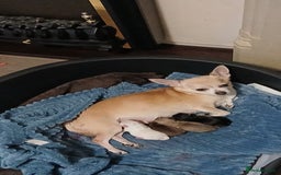 Chihuahua dogs for sale: BEAUTIFUL CHIHUAHUA PUPPIES  - Image 2