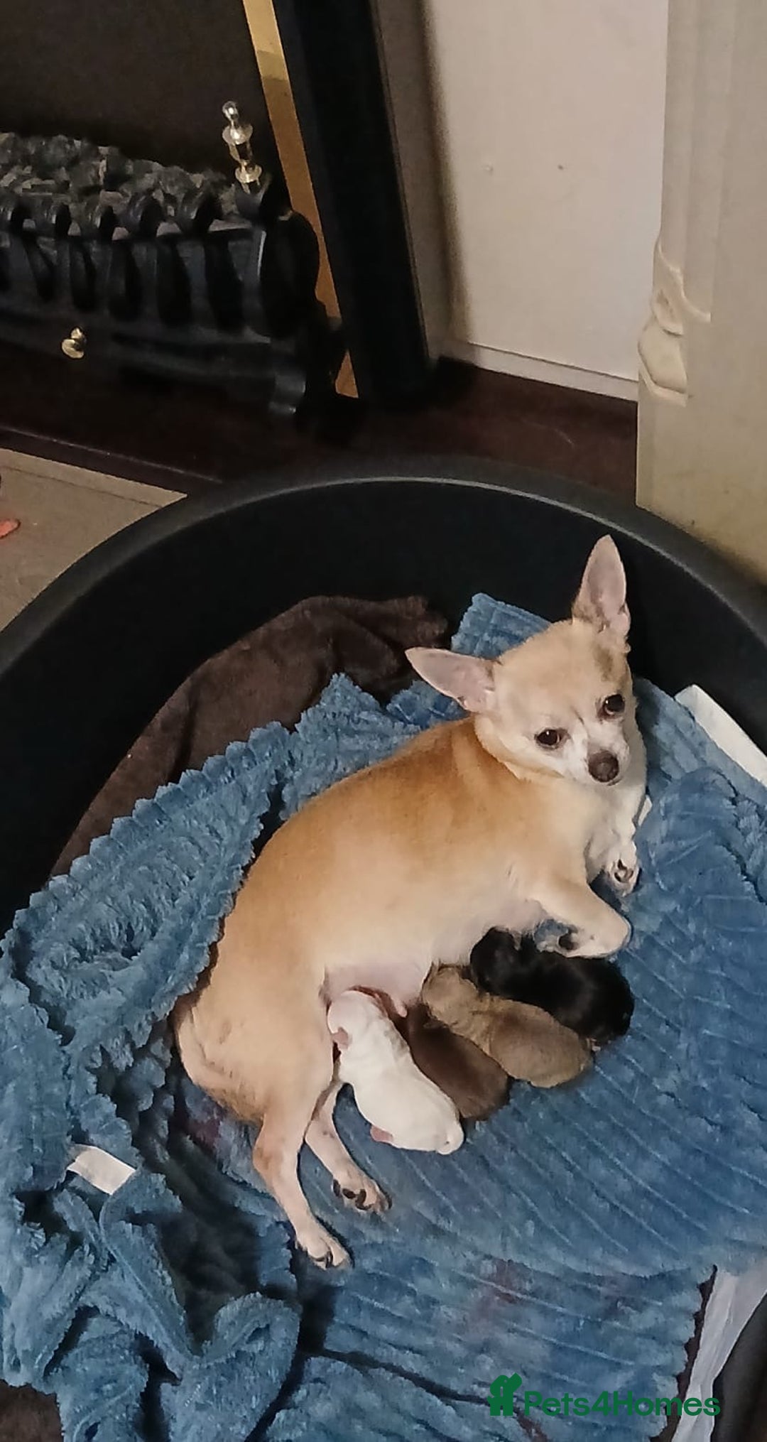 Chihuahua dogs for sale: BEAUTIFUL CHIHUAHUA PUPPIES  - Image 2