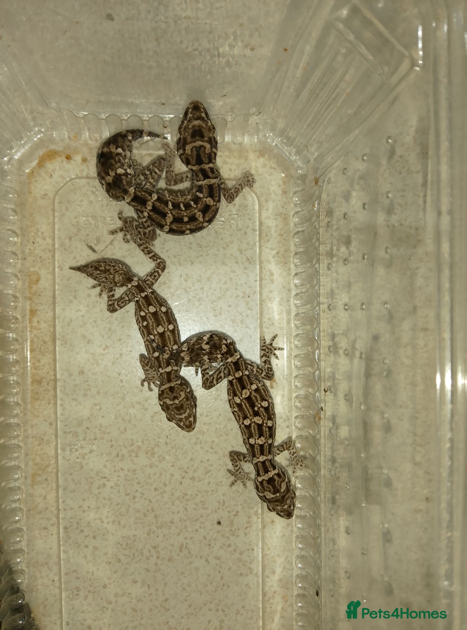 Gecko reptiles VIPER GECKO'S 1 MALE AND 2 FEMALES - Advert 1