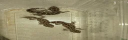 Gecko reptiles for sale: VIPER GECKO'S 1 MALE AND 2 FEMALES - Advert 1