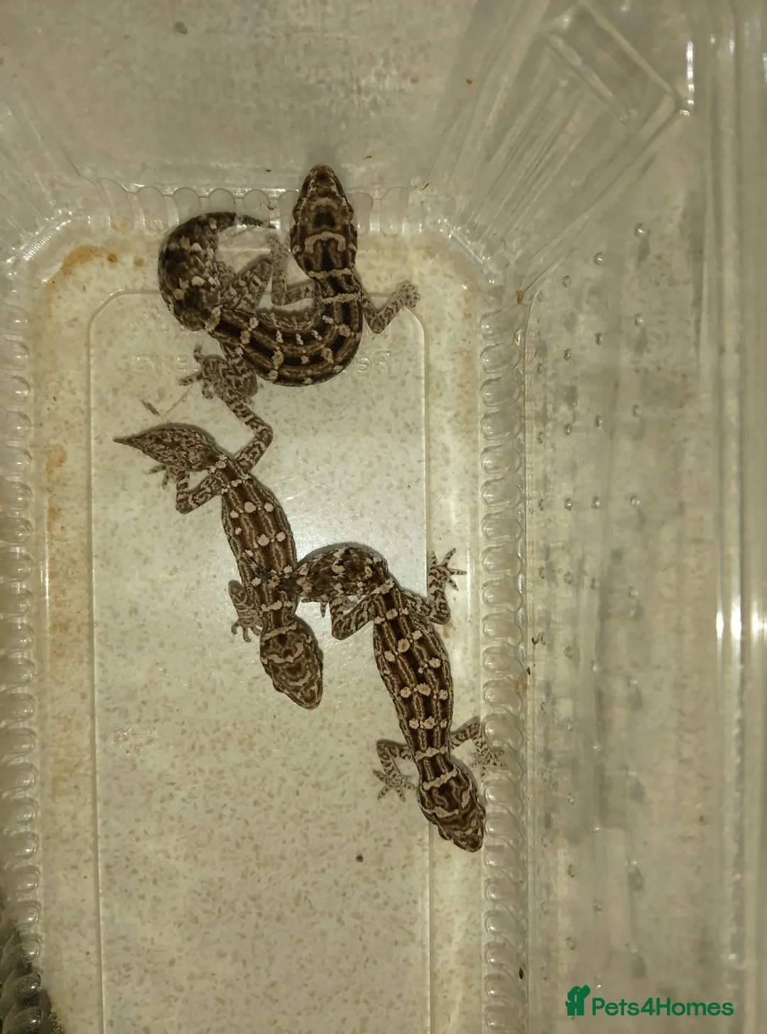 Gecko reptiles for sale: VIPER GECKO'S 1 MALE AND 2 FEMALES - Advert 1