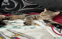 Mixed Breed cats for sale: Tabby cat  - Image 4