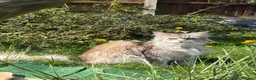 Maine Coon cats for sale: Beautiful and playful half Maine coon kittens  - Advert 19