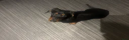 Miniature Dachshund dogs for sale: Miniature dachshund  in Hyde - Advert 2