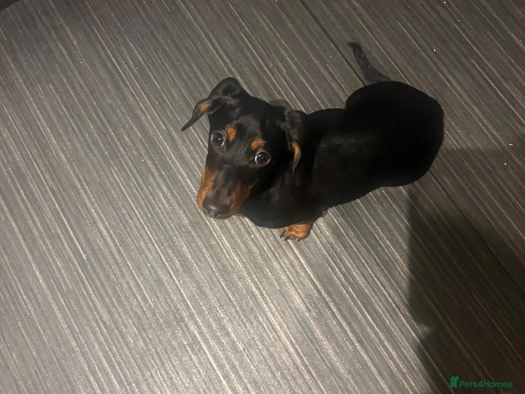 Miniature Dachshund dogs for sale: Miniature dachshund  in Hyde - Advert 2