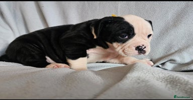 Alapaha Blue Blood Bulldog dogs IABBR. Health tested. Top lines.  - Advert 2