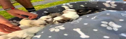 Shih Tzu dogs for sale: Shih Tzu puppies - Advert 7