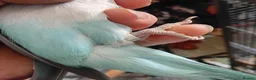 Parakeets birds for sale: Pair of hand reared quaker parrots, male/female - Advert 5