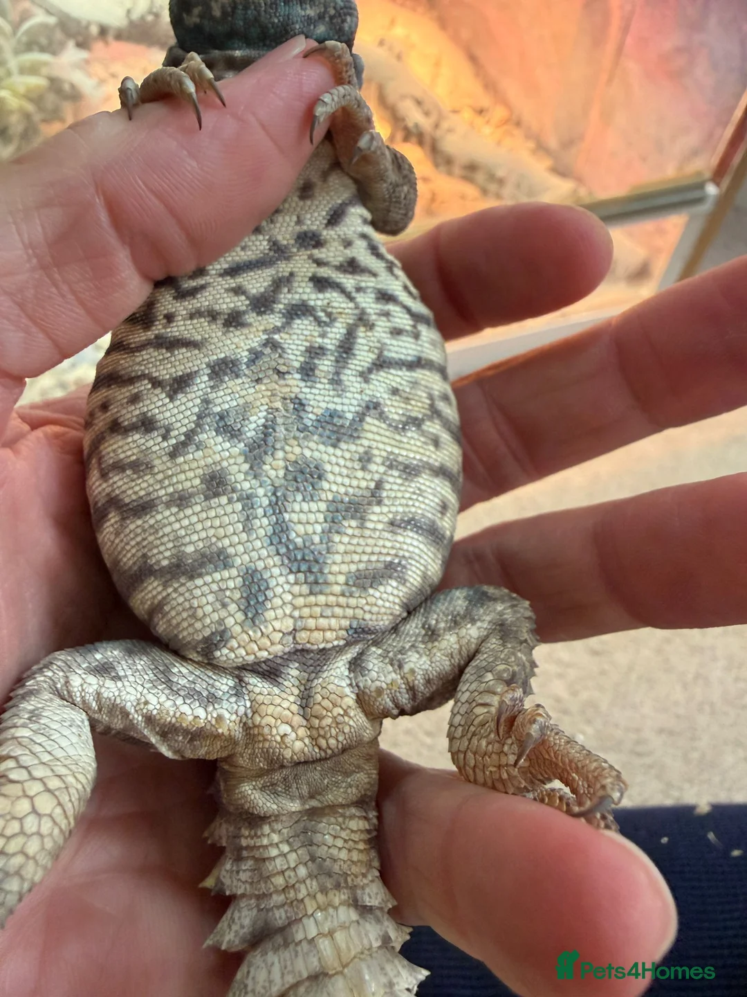 Lizard reptiles for sale: Ornate Uromastyx - 18 months old - Advert 5