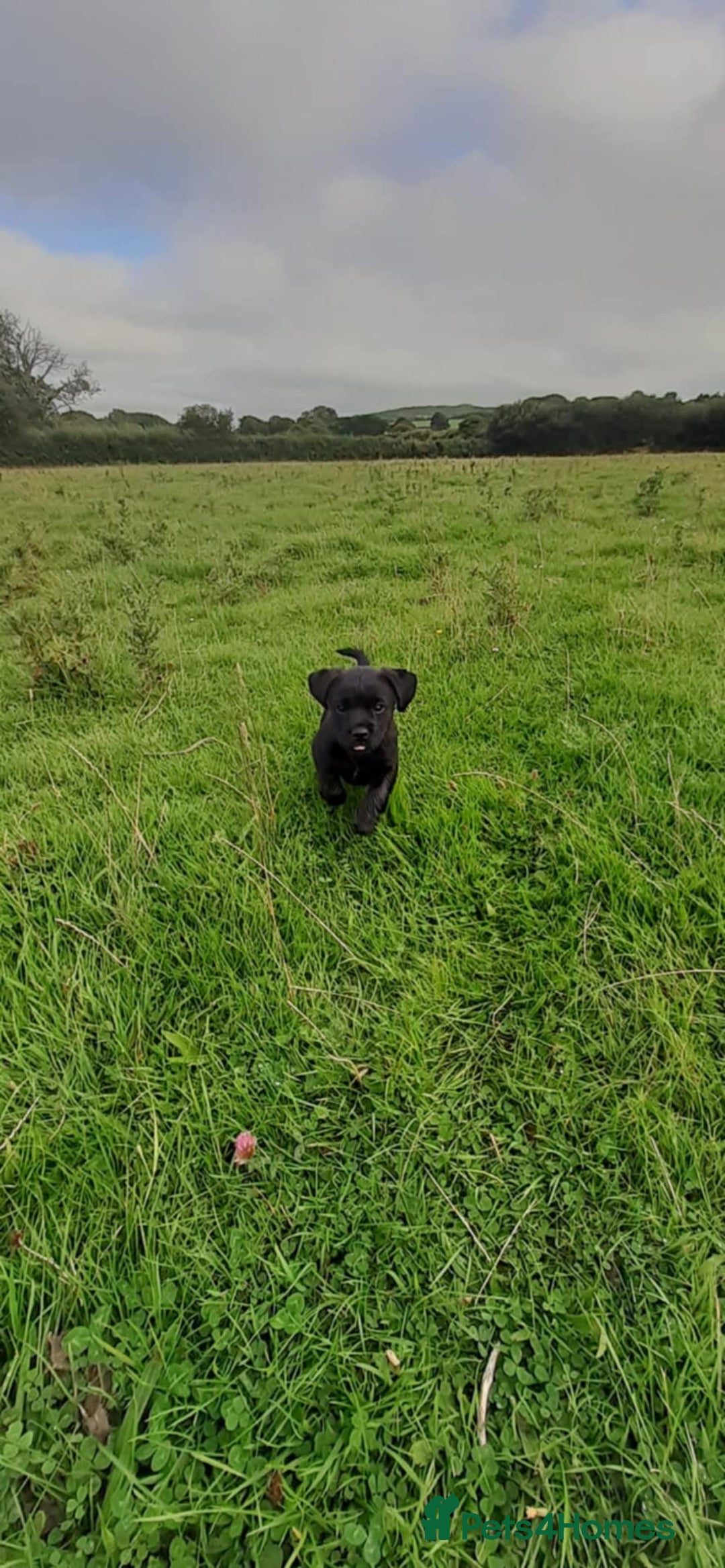 Mixed Breed dogs for sale: Cocker spaniel X Border terrier puppies - Image 2