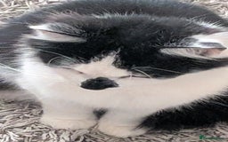 British Shorthair cats for sale: Lovely 3 year old male  - Advert 2