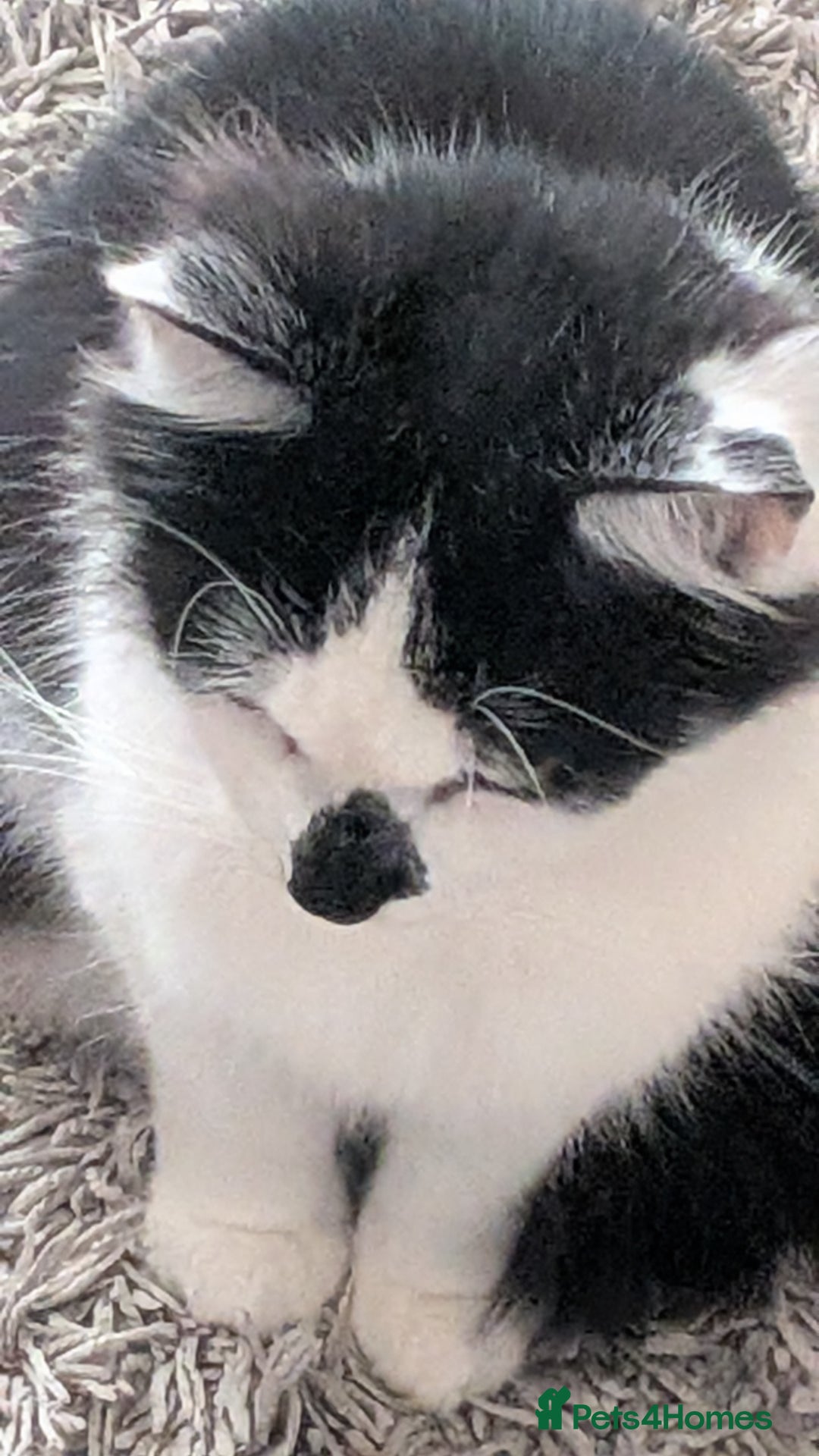 British Shorthair cats for sale: Lovely 3 year old male  - Advert 2