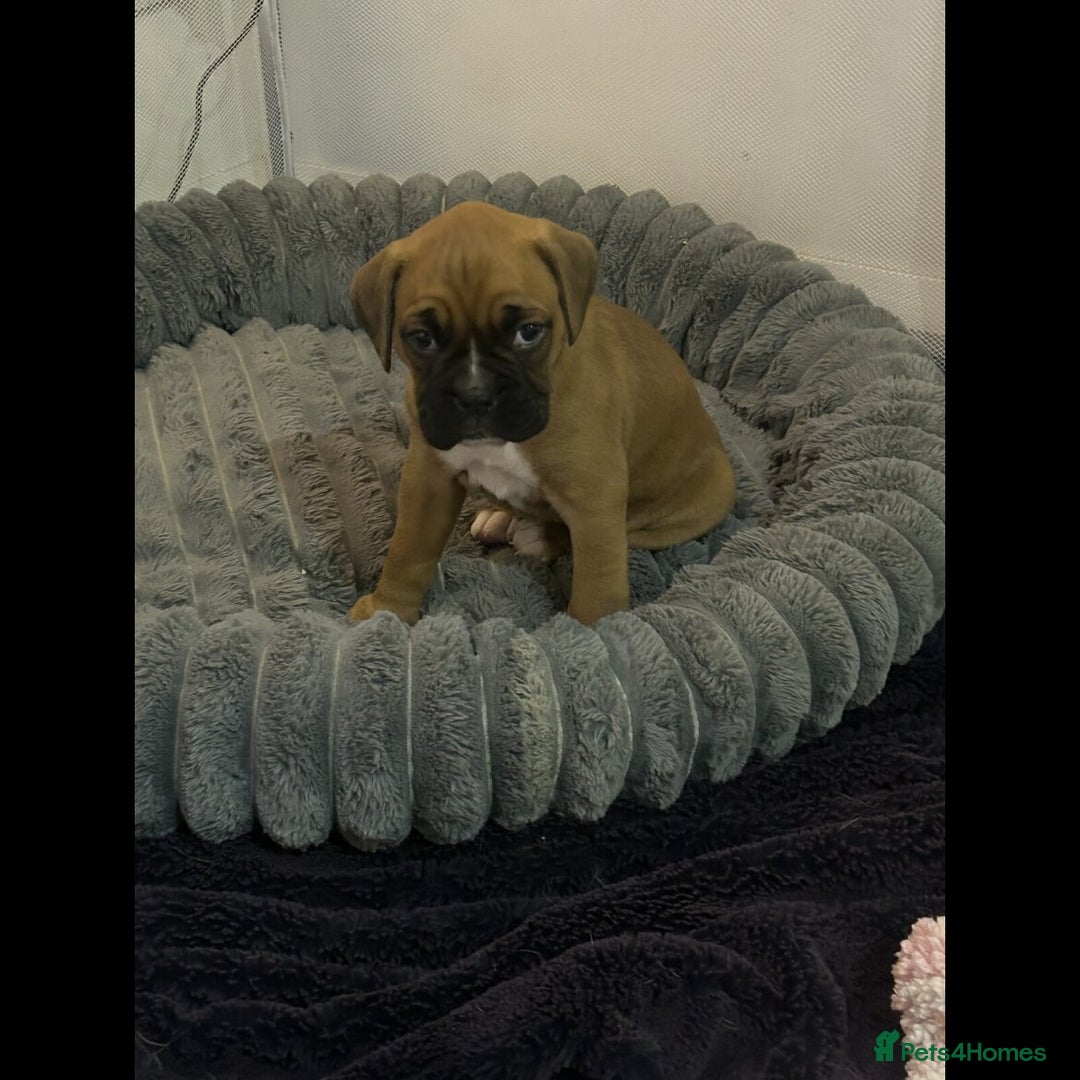 Boxer dogs for sale: 2 boys and 1 girl Boxer puppies Ready to go - Advert 1