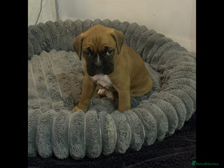 Boxer dogs 2 boys and 1 girl Boxer puppies Ready to go - Advert 6