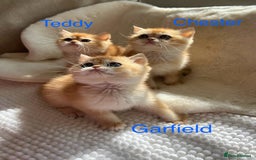 British Shorthair cats for sale: NY12 British Shorthair Kittens  - Image 6