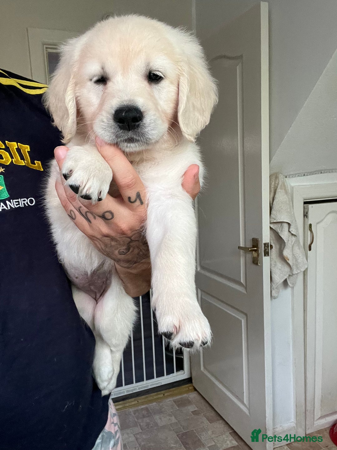 Golden Retriever dogs for sale: 5 generation KC registered pure white  - Image 14