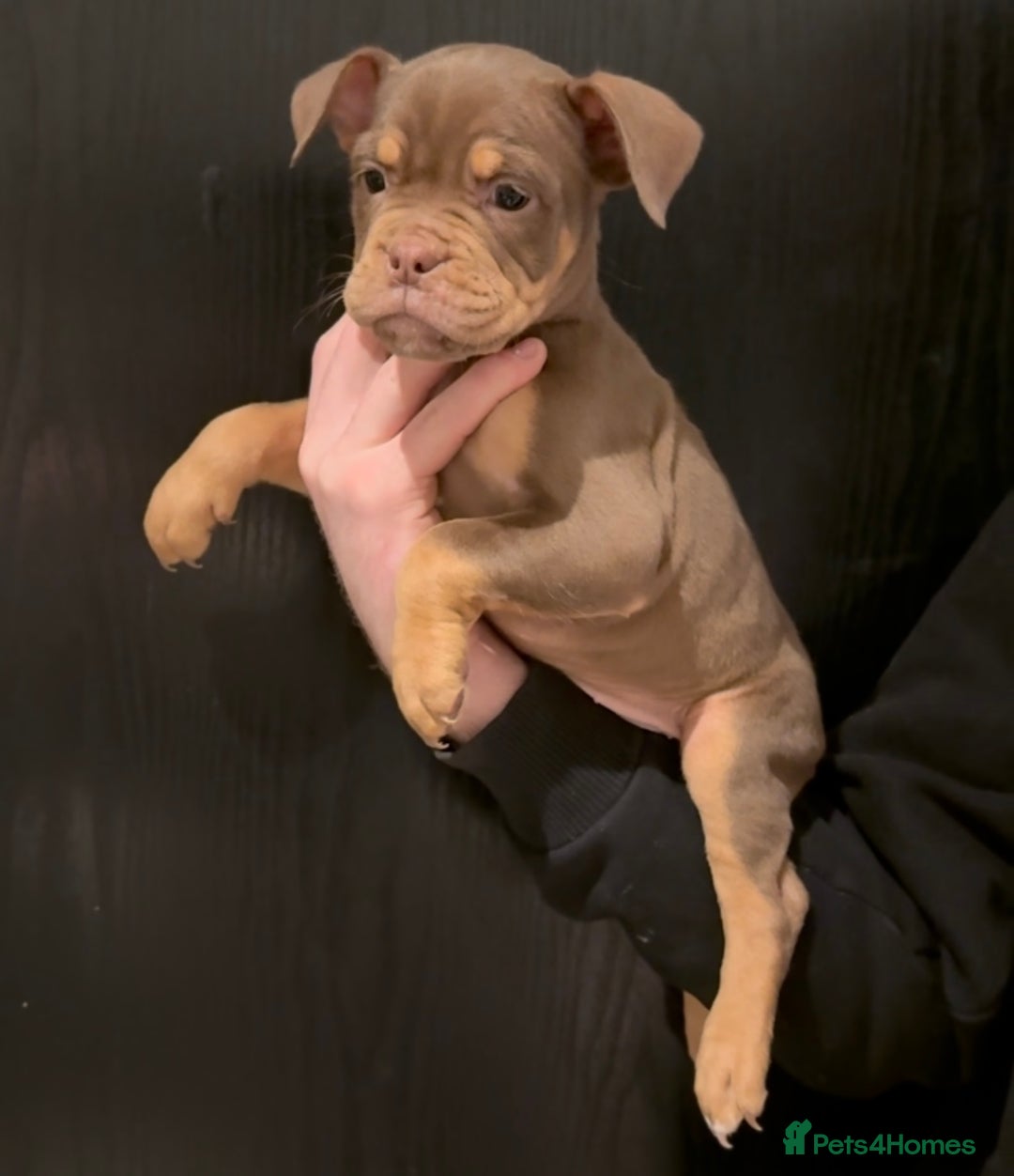 Olde English Bulldogge dogs for sale: Olde English bulldog puppies  - Advert 14
