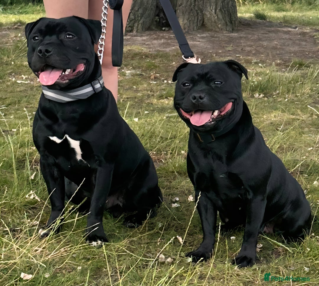 Staffordshire Bull Terrier dogs for sale: KC Staffordshire Bull Terrier Puppies 🖤 - Image 1
