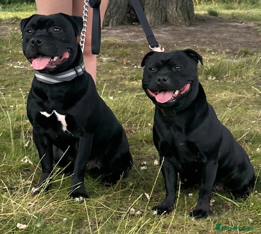 Staffordshire Bull Terrier dogs - Advert 2