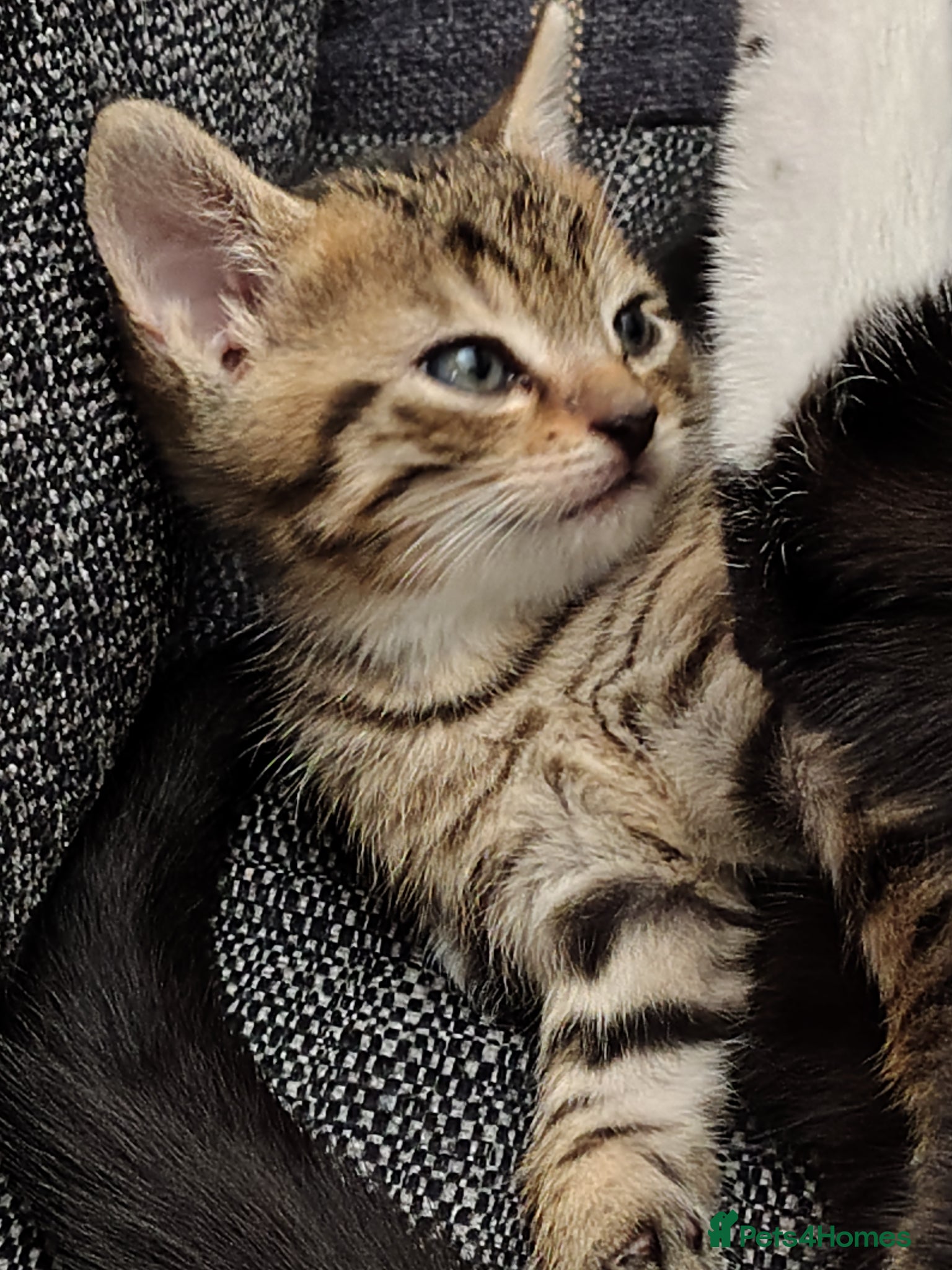 Mixed Breed cats Lovely tabby kitten ready to find his forever home - Advert 12