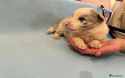 Border Collie dogs for sale: Beautiful border collie pups  - Image 2