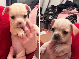 Mixed Breed dogs *REDUCED* X2 Beautiful girl French bulldogs cross - Advert 5