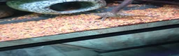 Cichlids fish for sale: plecos, electric blu Dempsey, emp snakehead,Oscars - Advert 9