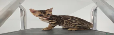 Max