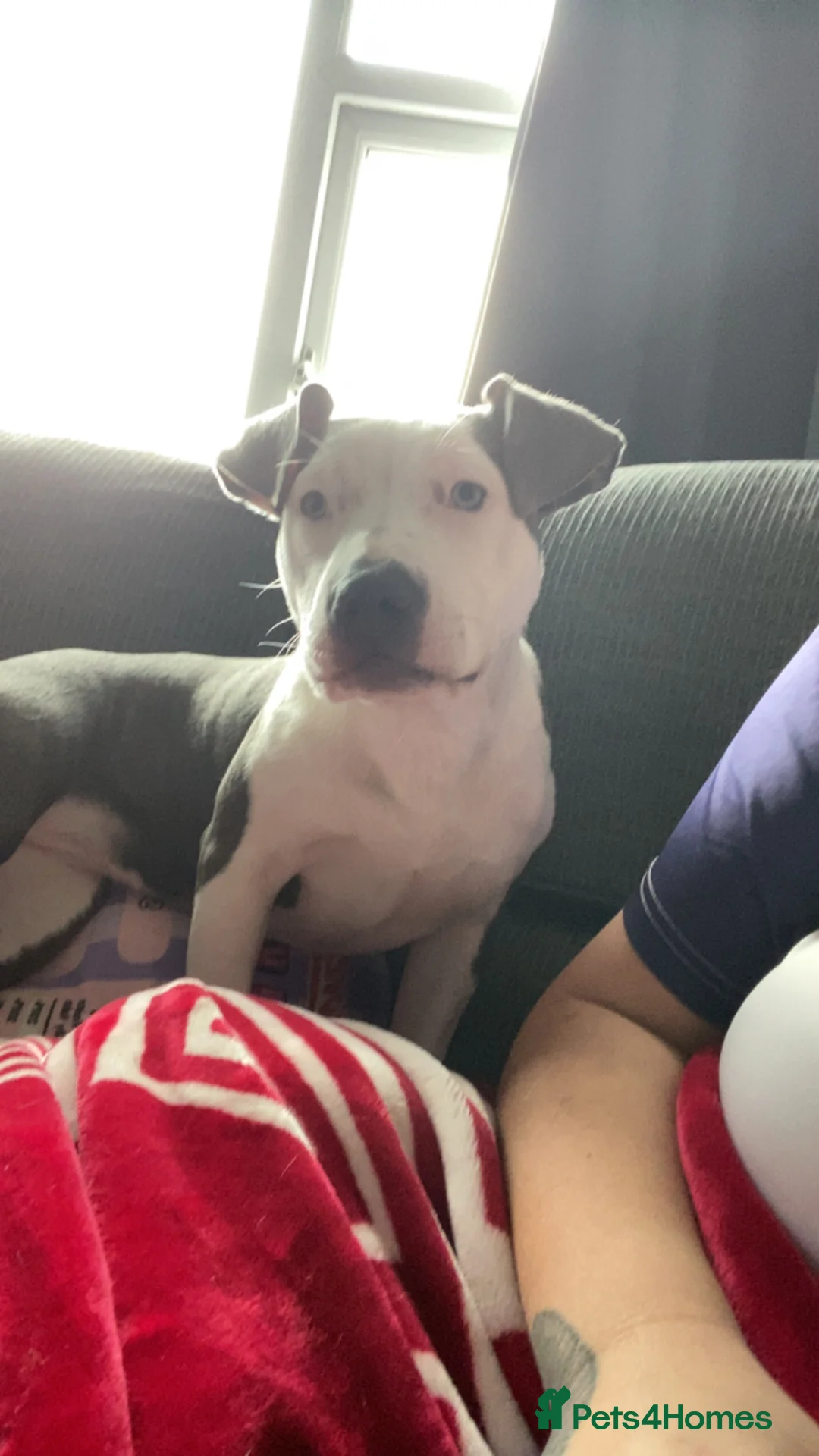 Mixed Breed dogs for sale: 6 month old - Advert 6