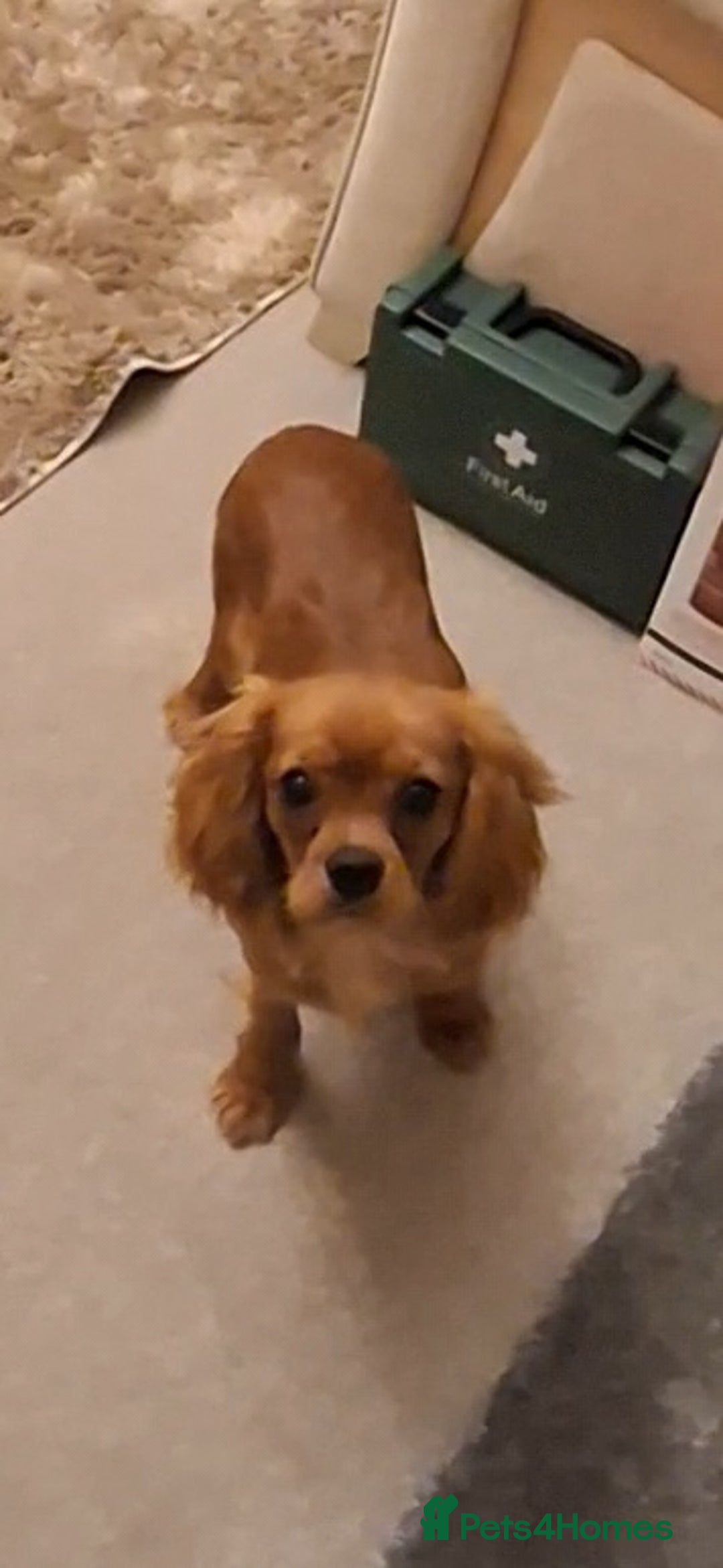 Cavalier King Charles Spaniel dogs for sale: KC REG Health tested parents 💙🩵 - Advert 1