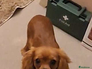 Cavalier King Charles Spaniel dogs KC REG Health tested parents 💙🩵 - Advert 2