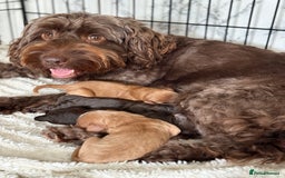 Cockapoo dogs for sale: 🐾3 girls 2 boys available🐾 - Image 5