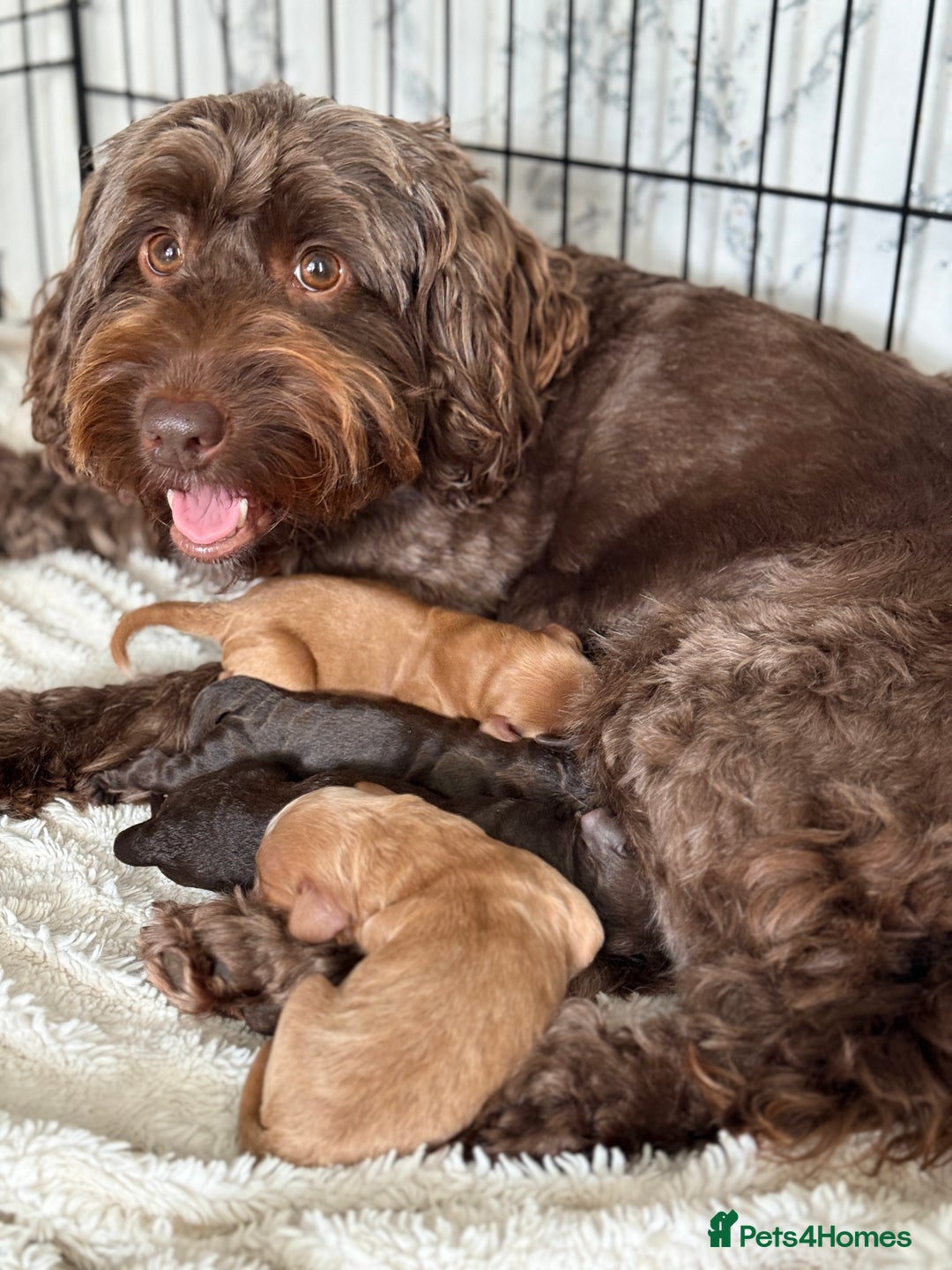 Cockapoo dogs for sale: 🐾3 girls 2 boys available🐾 - Image 5