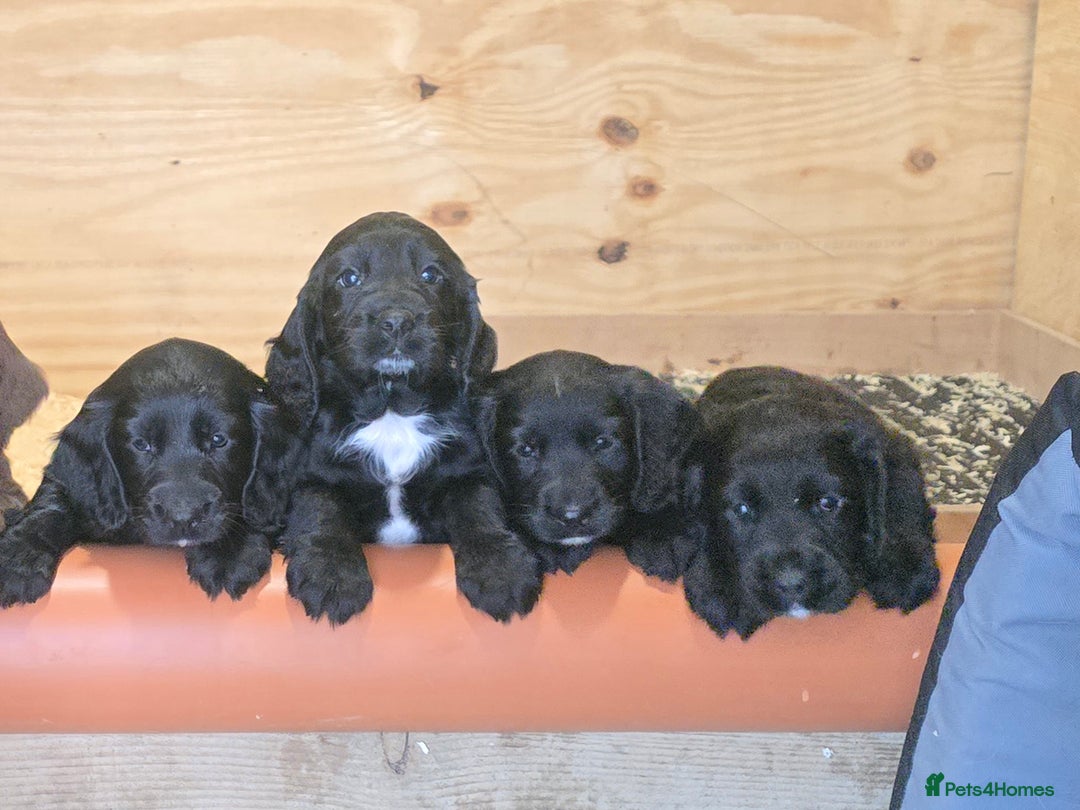 Sprocker dogs for sale: Working sprocker pups  - Image 4
