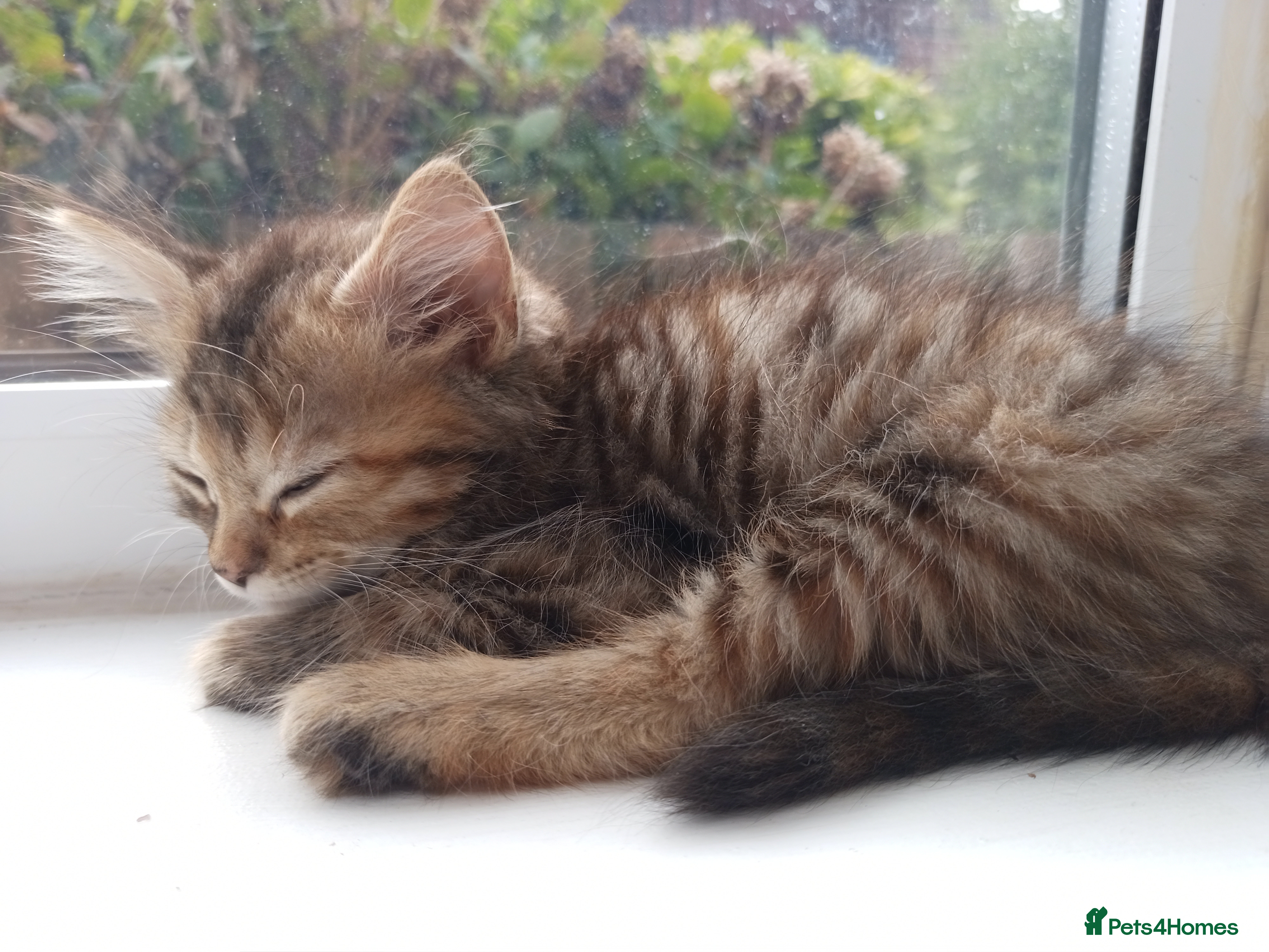 Mixed Breed cats for sale: 🐱 Beautiful Kittens Available 🏡 - Advert 2
