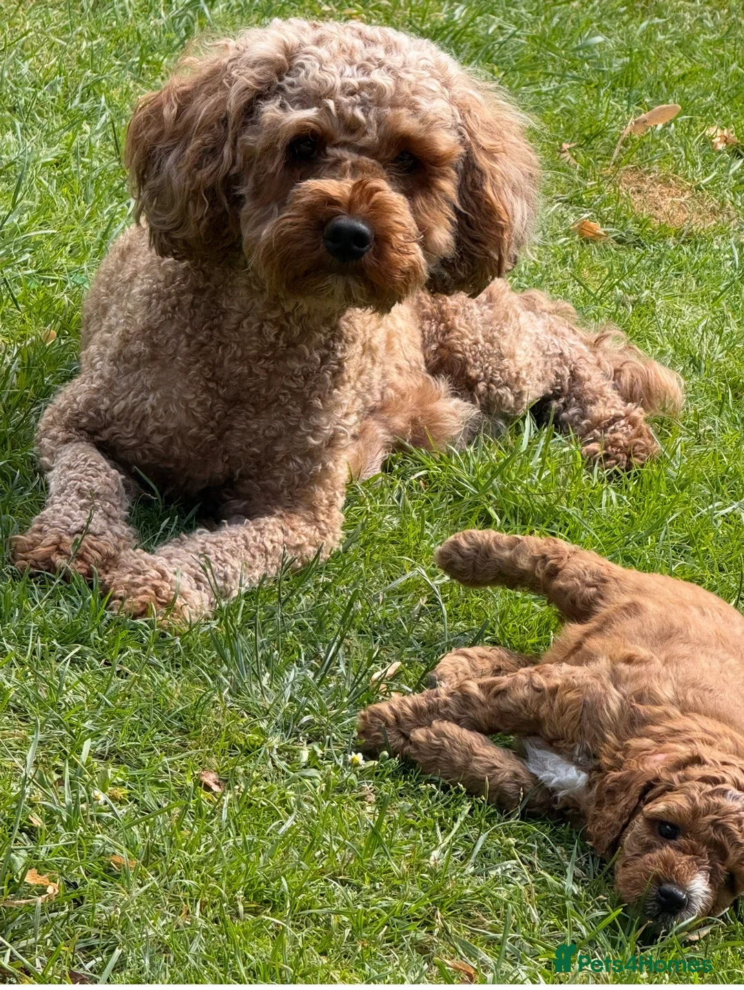 Cockapoo dogs for sale: Cockapoo two girls for sale  in Uxbridge - Advert 1