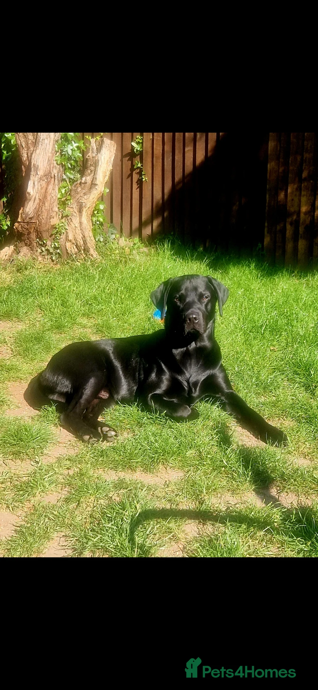 Labrador Retriever dogs for stud: Labrador Ret. 100%-success PROVEN KC/Health tested in Brecon - Advert 39