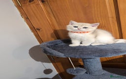 British Shorthair cats for sale: One lovely girl and three handsome boys  - Image 24