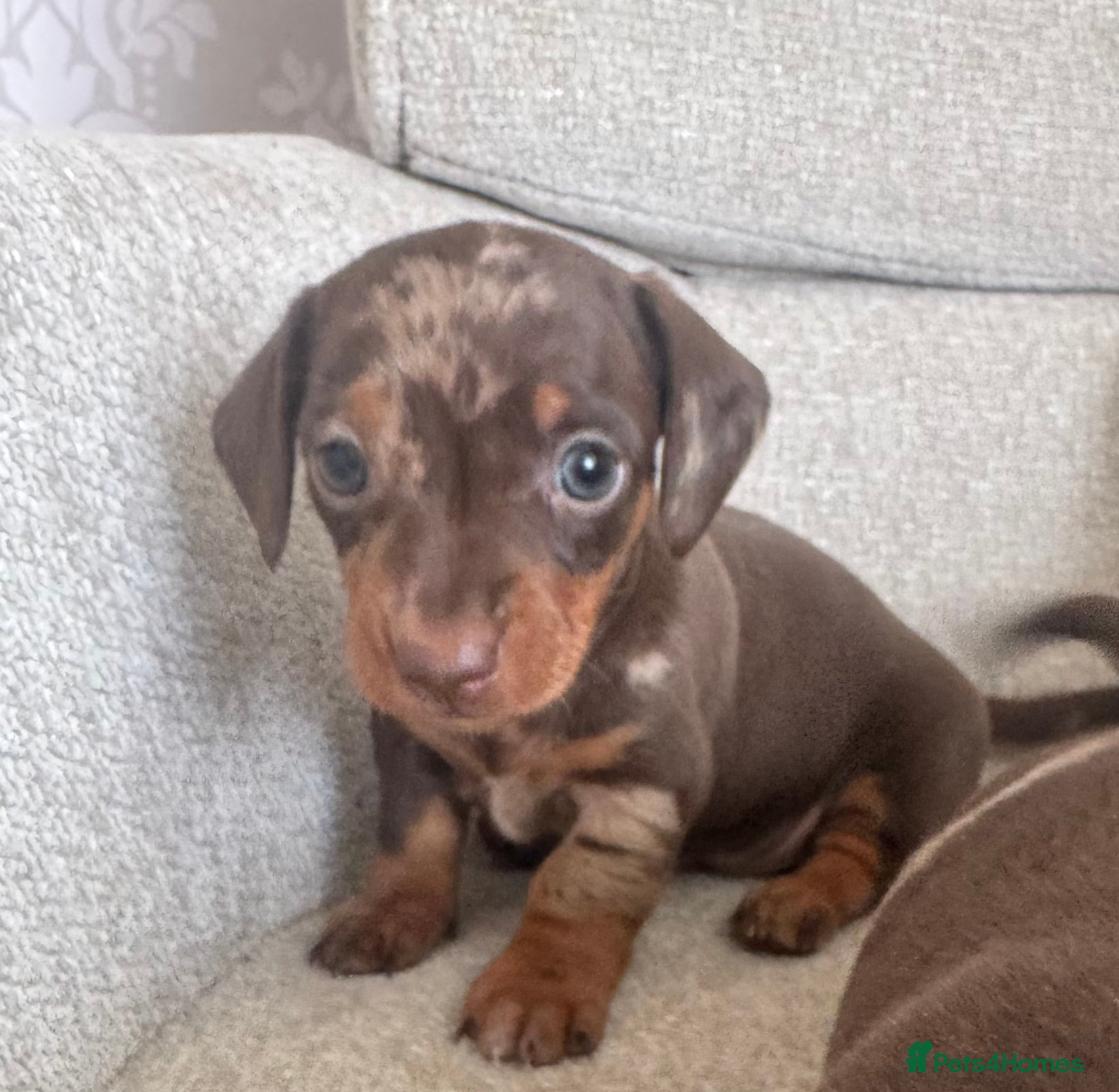 Miniature Dachshund dogs Stunning top quality short legged mini dachshunds - Advert 14