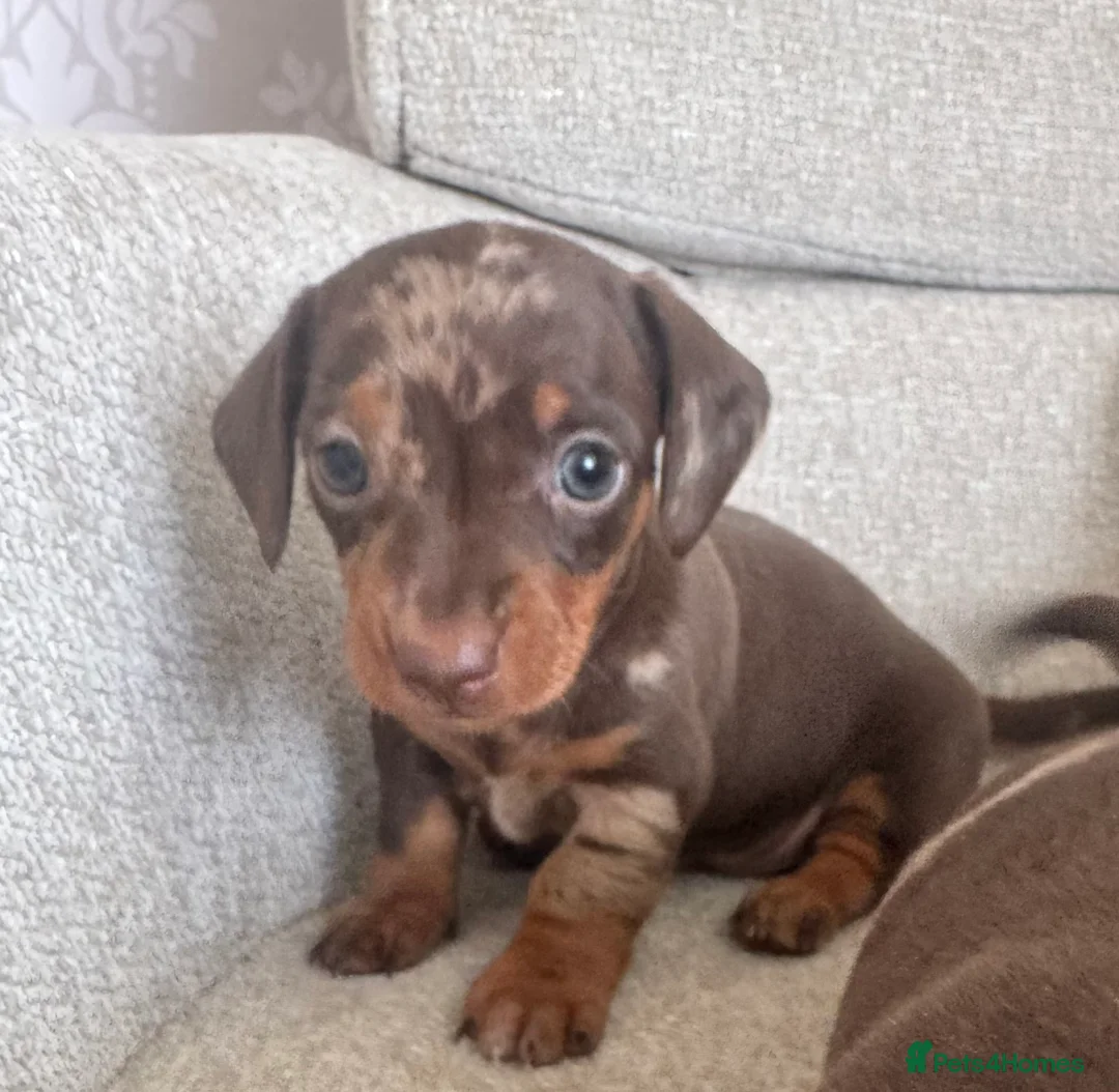 Miniature Dachshund dogs for sale: Stunning top quality mini dachshunds one boy left - Advert 1