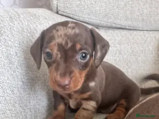 Miniature Dachshund dogs Stunning top quality short legged mini dachshunds - Advert 14