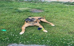 Bullmastiff dogs for sale: Dexter  - Image 5