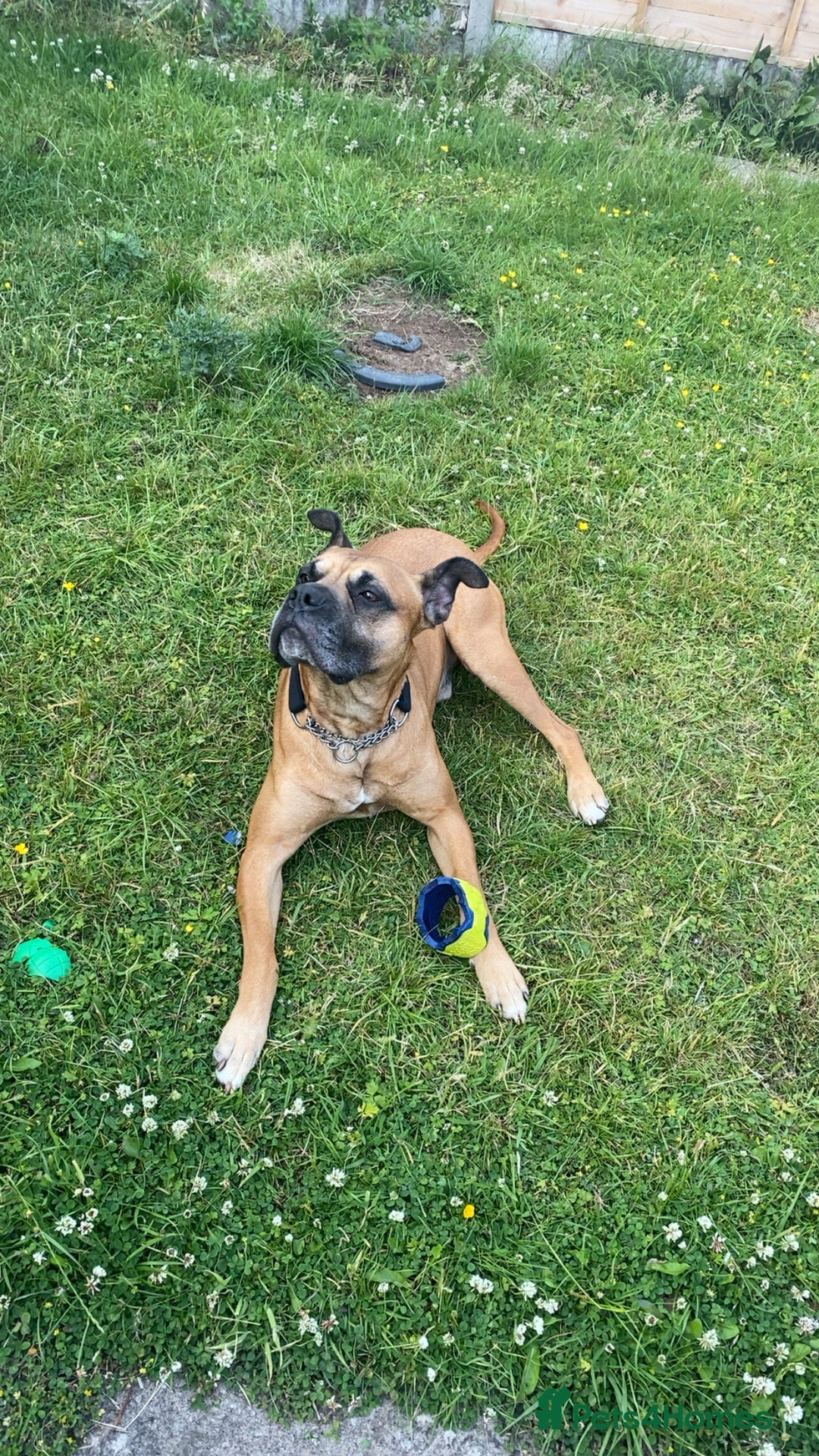 Bullmastiff dogs for sale: Dexter  - Image 5